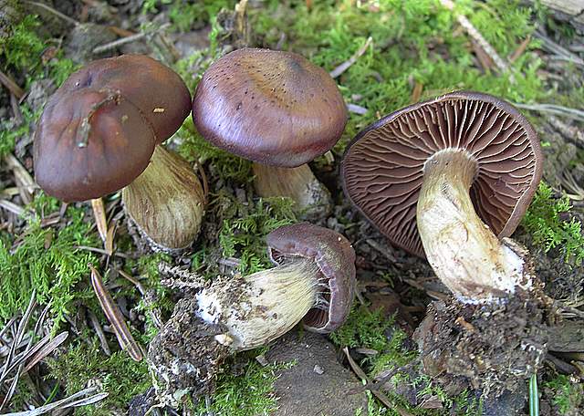Cortinarius spec. Cod.:2899-07